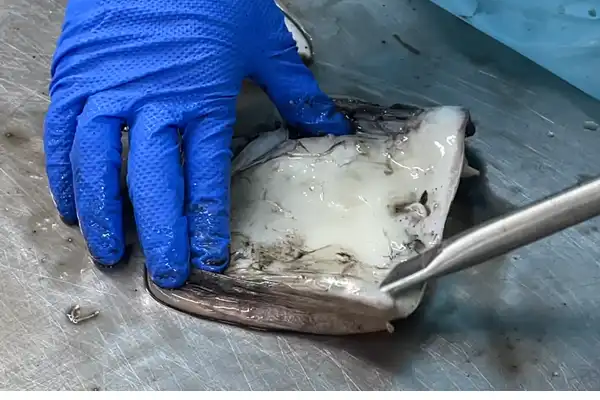 イカの開きの内臓取り作業