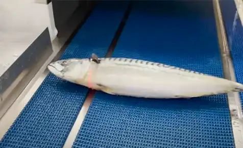 ヘッドカッター サバの切り身 旭マシン Fish Head Cutter mackerel / youtube