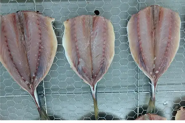 Filleting horse mackerel (aji) and removing the belly bone.