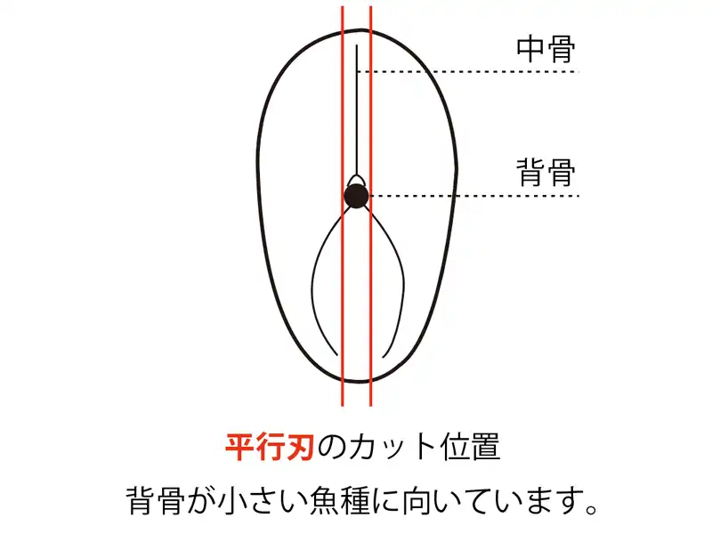 M-CC / 魚の断面図(フィレ加工方法)